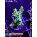 4D3-6 WYSIWYG -Acropora millepora (Höhe 37 mm)
