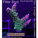 4D3-9 WYSIWYG -Acropora sp.  (Höhe  50mm)