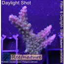 4D3-9 WYSIWYG -Acropora sp.  (Höhe  50mm)