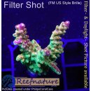 4D3-7 WYSIWYG -Acropora mango Garden  (Höhe 37mm)
