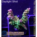 4D3-7 WYSIWYG -Acropora mango Garden  (Höhe 37mm)