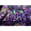 ReefNature Reefdeck70 (30x30cm)