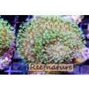 Sarcophyton sp. Madagascar - Pilz-Lederkoralle Grün...
