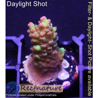 4B1-9 WYSIWYG - Acropora strawberry Shortcake, Höhe 30mm