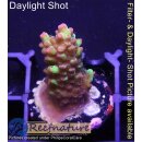 4B1-9 WYSIWYG - Acropora strawberry Shortcake, Höhe...
