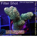 4A5-9 WYSIWYG - Acropora millepora, Höhe 34mm