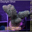 4A5-9 WYSIWYG - Acropora millepora, Höhe 34mm