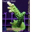 4B5-9 WYSIWYG - Acropora Enzmann, Höhe 69mm