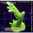 4B5-9 WYSIWYG - Acropora Enzmann, Höhe 69mm