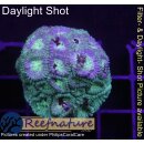 H2-R1-3 WYSIWYG - Favia sp.