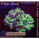WYSIWYG - Euphyllia paraancora toxic 3Köpfe
