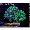 WYSIWYG - Euphyllia paraancora toxic 3Köpfe