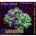 WYSIWYG - Euphyllia paraancora toxic 3Köpfe