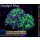 WYSIWYG - Euphyllia paraancora toxic 3Köpfe