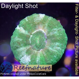 H5-R1-1 WYSIWYG - Scolymia Mini Durchmesser 4-5cm