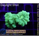 H5-R1-1 WYSIWYG - Caulastrea Neongrün