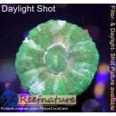 H5-R1-1 WYSIWYG - Scolymia Mini Durchmesser 4-5cm