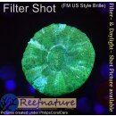 H5-R1-1 WYSIWYG - Scolymia Mini Durchmesser 4-5cm