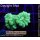 H5-R1-1 WYSIWYG - Caulastrea Neongrün