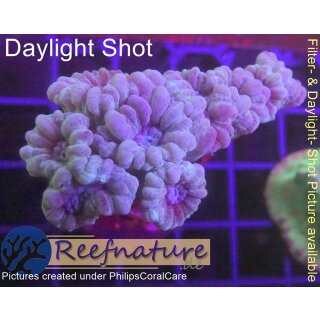 H5-R1-2 WYSIWYG - Caulastrea Furcata Blau