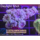H5-R1-2 WYSIWYG - Caulastrea Furcata Blau