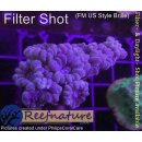 H5-R1-2 WYSIWYG - Caulastrea Furcata Blau