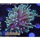 H5-R1-2 WYSIWYG - Euphyllia glabrescens sp.