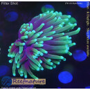 H5-R1-2 WYSIWYG - Euphyllia glabrescens sp.