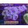 H5-R1-2 WYSIWYG - Caulastrea Furcata Blau