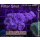 H5-R1-2 WYSIWYG - Caulastrea Furcata Blau