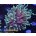 H5-R1-2 WYSIWYG - Euphyllia glabrescens sp.