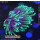 H5-R1-2 WYSIWYG - Euphyllia glabrescens sp.