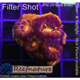 H5-R1-3 WYSIWYG - Acanthastrea sp.