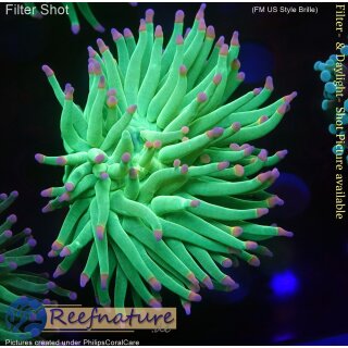 H5-R1-3 WYSIWYG - Euphyllia glabrescens Cotton Candy toxic