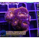 H5-R1-3 WYSIWYG - Acanthastrea sp.