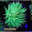 H5-R1-3 WYSIWYG - Euphyllia glabrescens Cotton Candy toxic