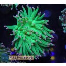 H5-R1-3 WYSIWYG - Euphyllia glabrescens Cotton Candy toxic