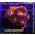 H5-R1-3 WYSIWYG - Acanthastrea sp.