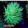 H5-R1-3 WYSIWYG - Euphyllia glabrescens Cotton Candy toxic