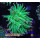 H5-R1-3 WYSIWYG - Euphyllia glabrescens Cotton Candy toxic