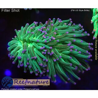 H5-R1-4 WYSIWYG - Euphyllia glabrescens „Toxic Green Purple Tip“ 2Köpfe