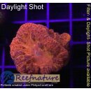 H5-R1-4 WYSIWYG - Blastomussa wellsi Blood Red