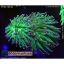 H5-R1-4 WYSIWYG - Euphyllia glabrescens „Toxic Green Purple Tip“ 2Köpfe