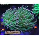H5-R1-4 WYSIWYG - Euphyllia glabrescens „Toxic Green Purple Tip“ 2Köpfe