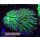 H5-R1-4 WYSIWYG - Euphyllia glabrescens „Toxic Green Purple Tip“ 2Köpfe