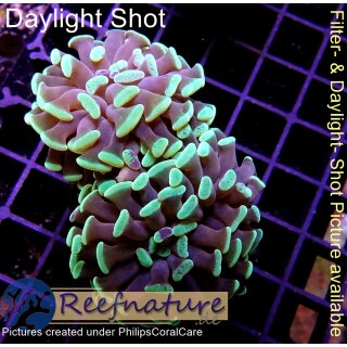 H6-R1-4 WYSIWYG - Euphyllia paraancora Grün/Lila 2 Köpfe