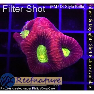 H6-R1-4 WYSIWYG - Favia Dragon Soul