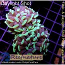H6-R1-4 WYSIWYG - Euphyllia paraancora Grün/Lila 2...