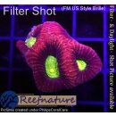 H6-R1-4 WYSIWYG - Favia Dragon Soul