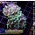 H6-R1-4 WYSIWYG - Euphyllia paraancora Grün/Lila 2 Köpfe